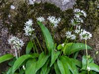 Dichte Bärlauch Blütengruppe zwischen morschem Ast und Baumstamm
